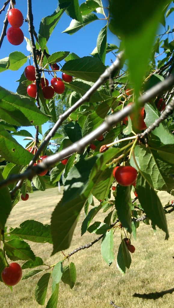 Cherry Tree