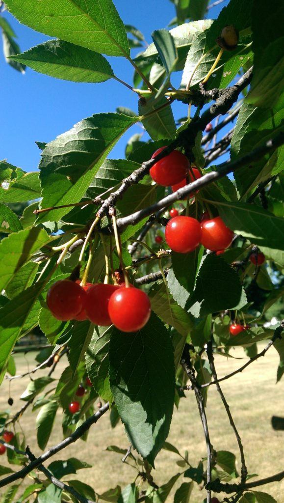 Cherry Tree